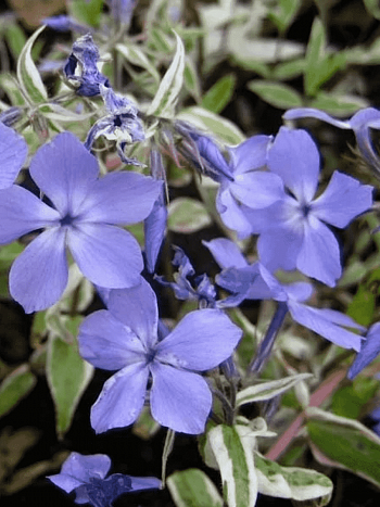 Флокс растопыренный Montrose Tricolor