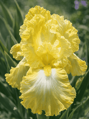 Ирис германский Buttered Popcorn