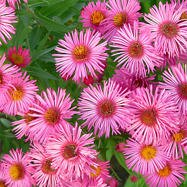 Астра кустарниковая Barrs Pink