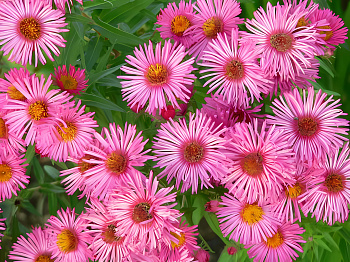 Астра кустарниковая Barrs Pink