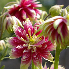 Аквилегия гибридная МакКаны Нора Барлоу