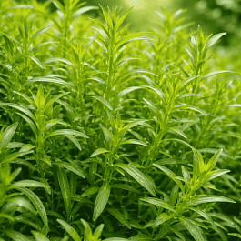 Эстрагон Taste