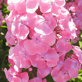 Флокс метельчатый Мадам Клико