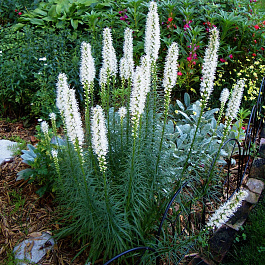 Лиатрис колосковый Альба