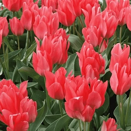 Тюльпан ботанический Toronto