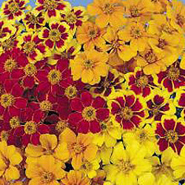 Бархатцы отклоненные Диско Микс