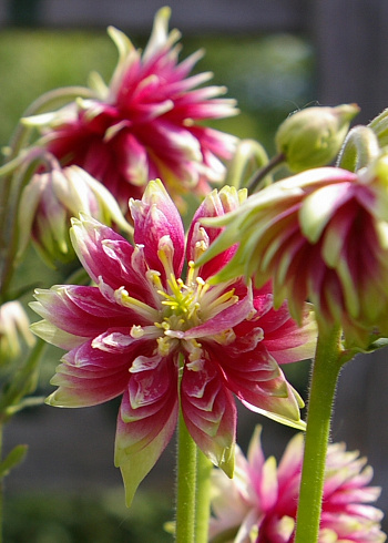 Аквилегия гибридная МакКаны Нора Барлоу