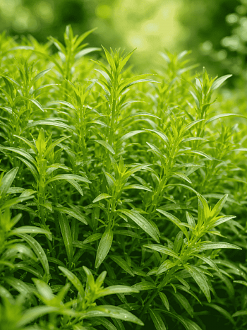 Эстрагон Taste