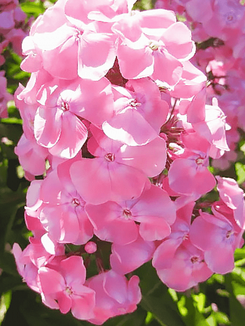 Флокс метельчатый Мадам Клико