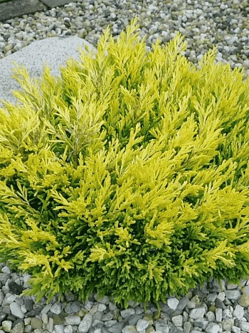 Можжевельник горизонтальный Limeglow