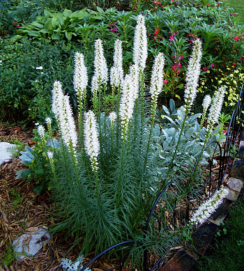 Лиатрис колосковый Альба