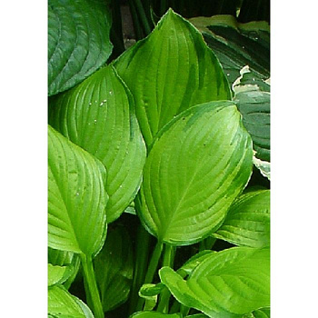 Хоста гибридная Адорабл