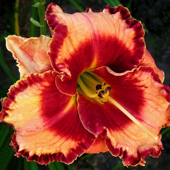 Лилейник гибридный Лайз энд Липстик