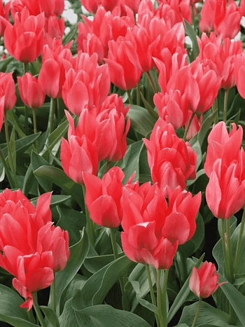 Тюльпан ботанический Toronto