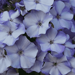 Флокс метельчатый Новинка