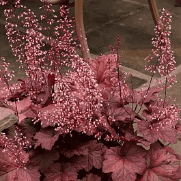 Гейхера  гибридная Beaujolais