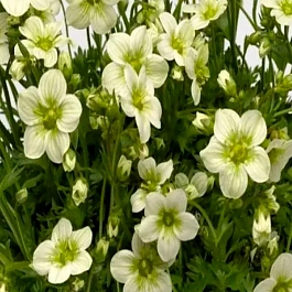 Камнеломка Арендса Alpino Early Lime