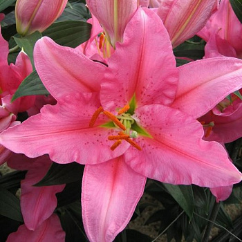 Лилия восточная Акеми