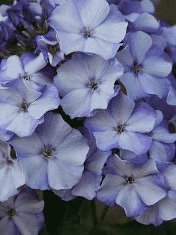 Флокс метельчатый Новинка