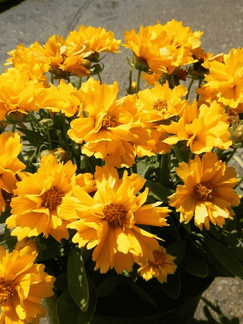 Кореопсис крупноцветковый Presto