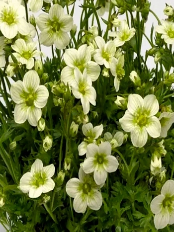 Камнеломка Арендса Alpino Early Lime