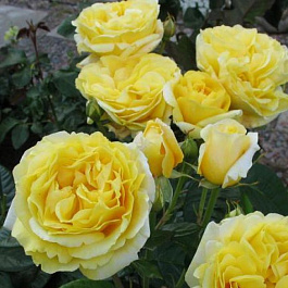 Роза Мейян чайно-гибридная Микеланджело