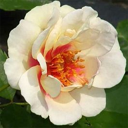 Роза парковая Буллс Ай