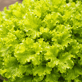 Гейхера Marmalade