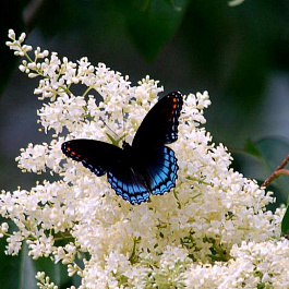 Сирень амурская
