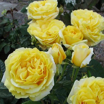 Роза Мейян чайно-гибридная Микеланджело