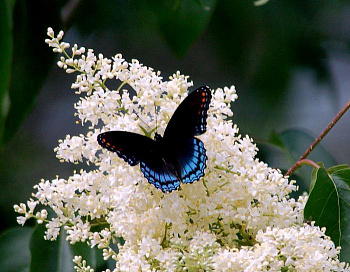 Сирень амурская