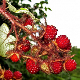 Малина пурпурноплодная японская