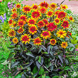 Гелиопсис подсолнечниковидный Бернинг Хартс