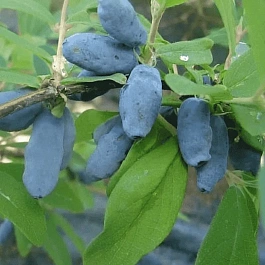 Жимолость плодовая Волхова