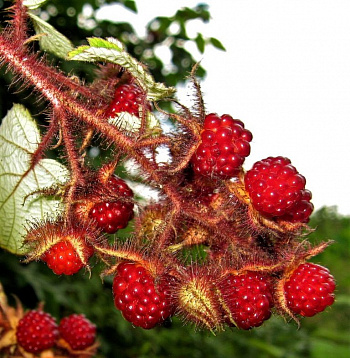 Малина пурпурноплодная японская