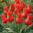 Тюльпан ботанический Red Riding Hood