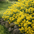 Алиссум горный Berggold
