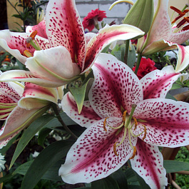 Лилия восточная Диззи