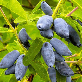 Жимолость съедобная Услада