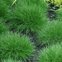 Овсяница Гаутера Pic Carlit