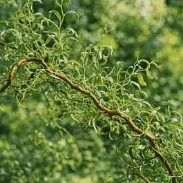 Ива извилистая