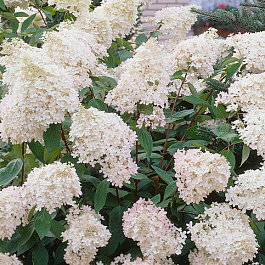 Гортензия древовидная Грандифлора Гортензия древовидная Грандифлора