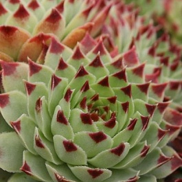 Молодило кровельное Calcareum