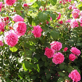 Роза Лин Рено (Антон Чехов) Штамб Роза Лин Рено (Антон Чехов) Штамб