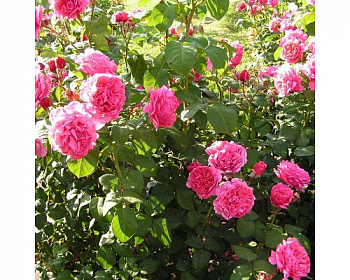 Роза Лин Рено (Антон Чехов) Штамб