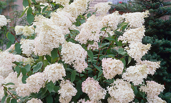 Гортензия древовидная Грандифлора