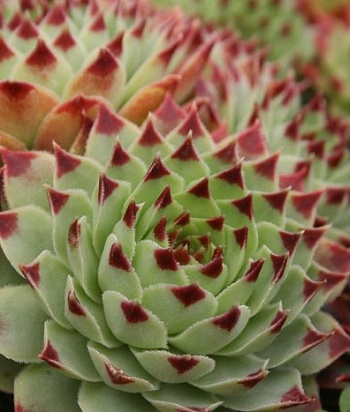 Молодило кровельное Calcareum