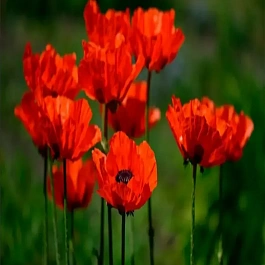 Мак восточный Brilliant