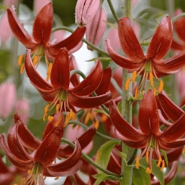 Лилия Claude Shride