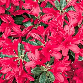 Азалия японская Toreador